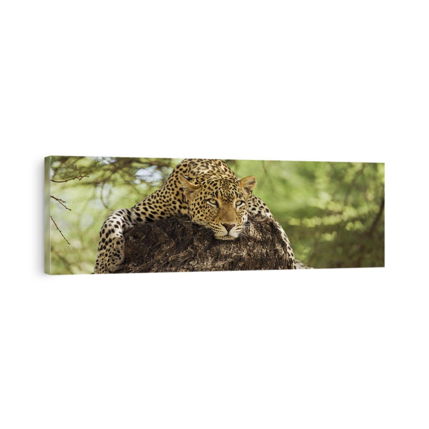 Leopard resting on a tree in the Masai Mara, Kenya