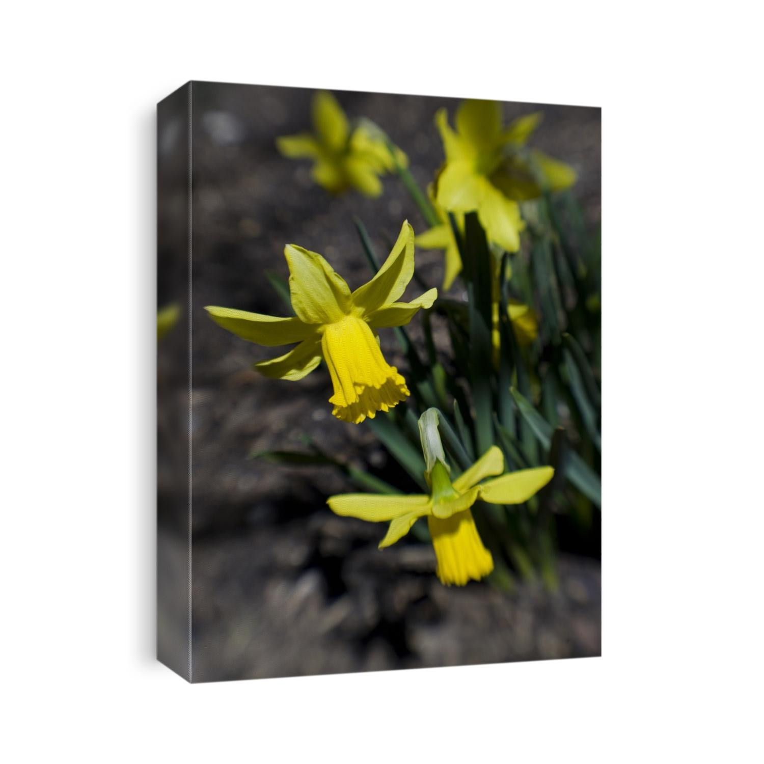 Daffodil in bloom