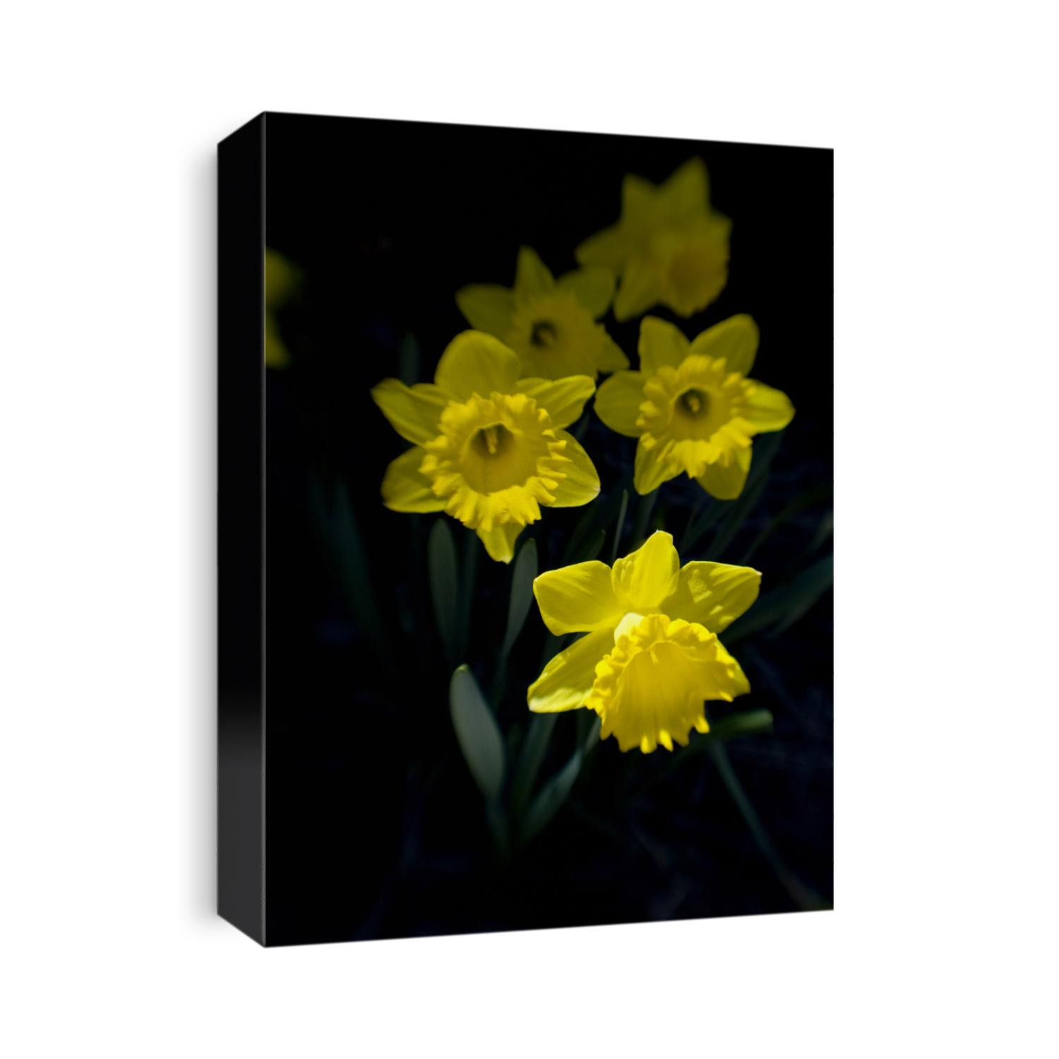 Daffodil in bloom