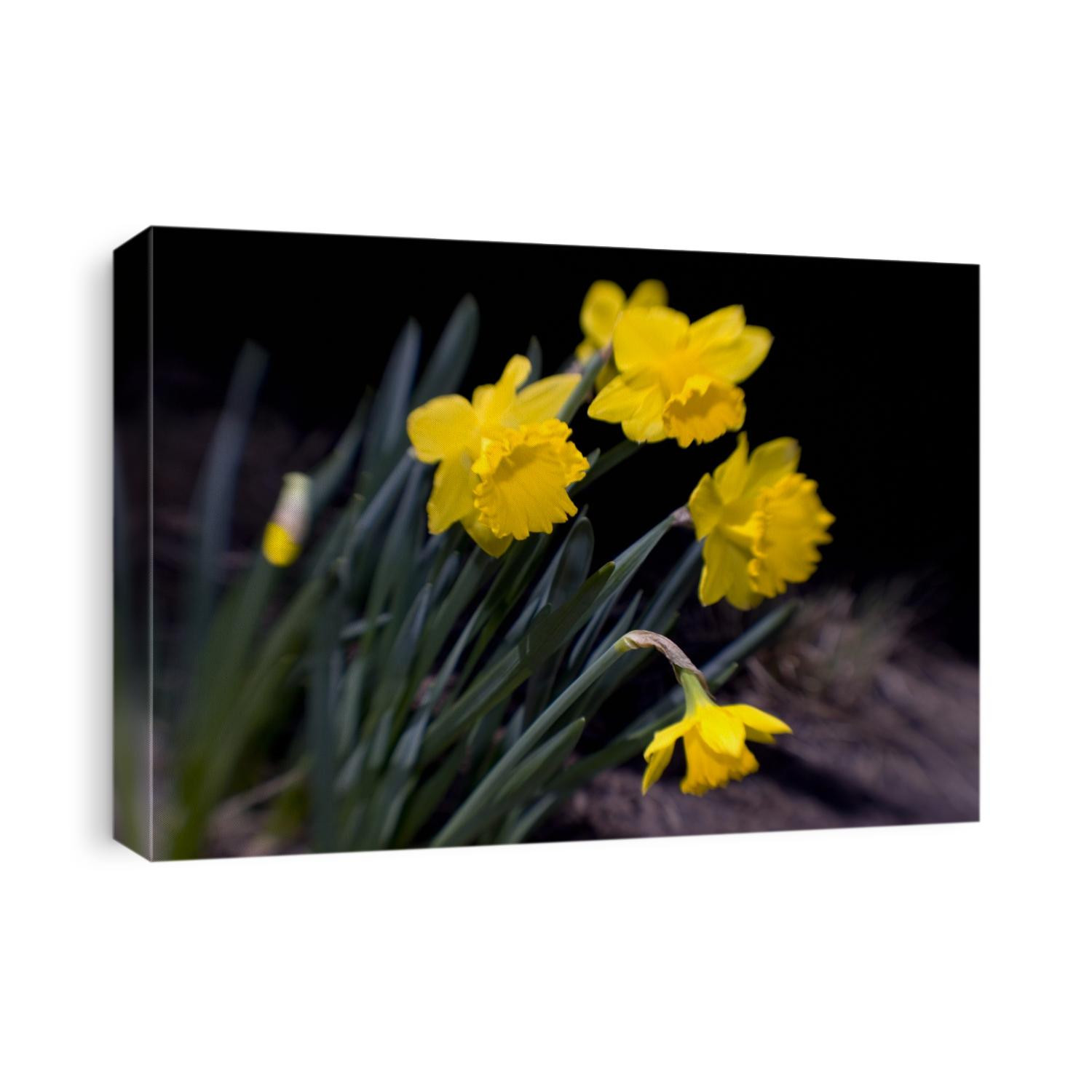 Daffodil in bloom
