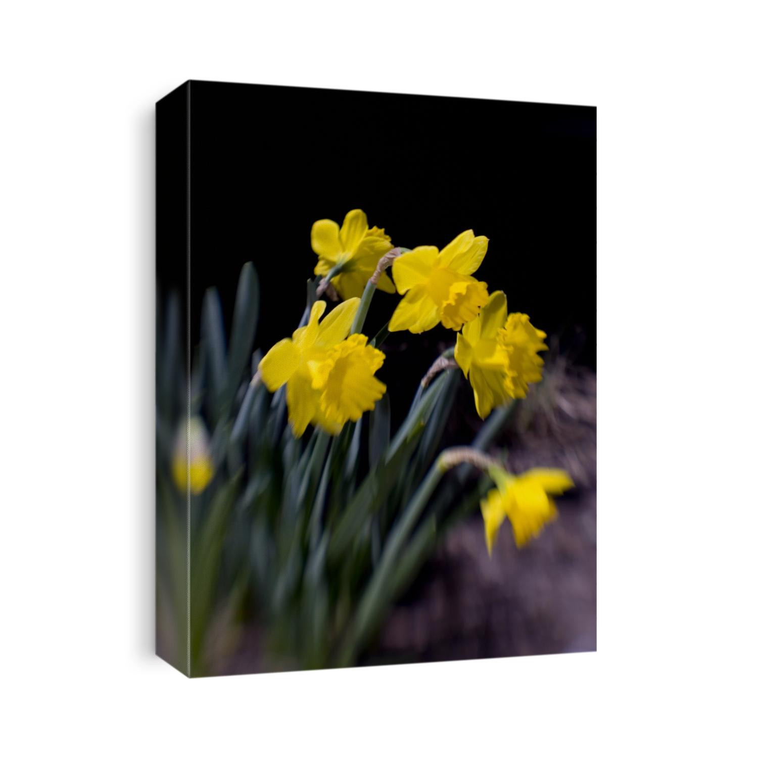 Daffodil in bloom