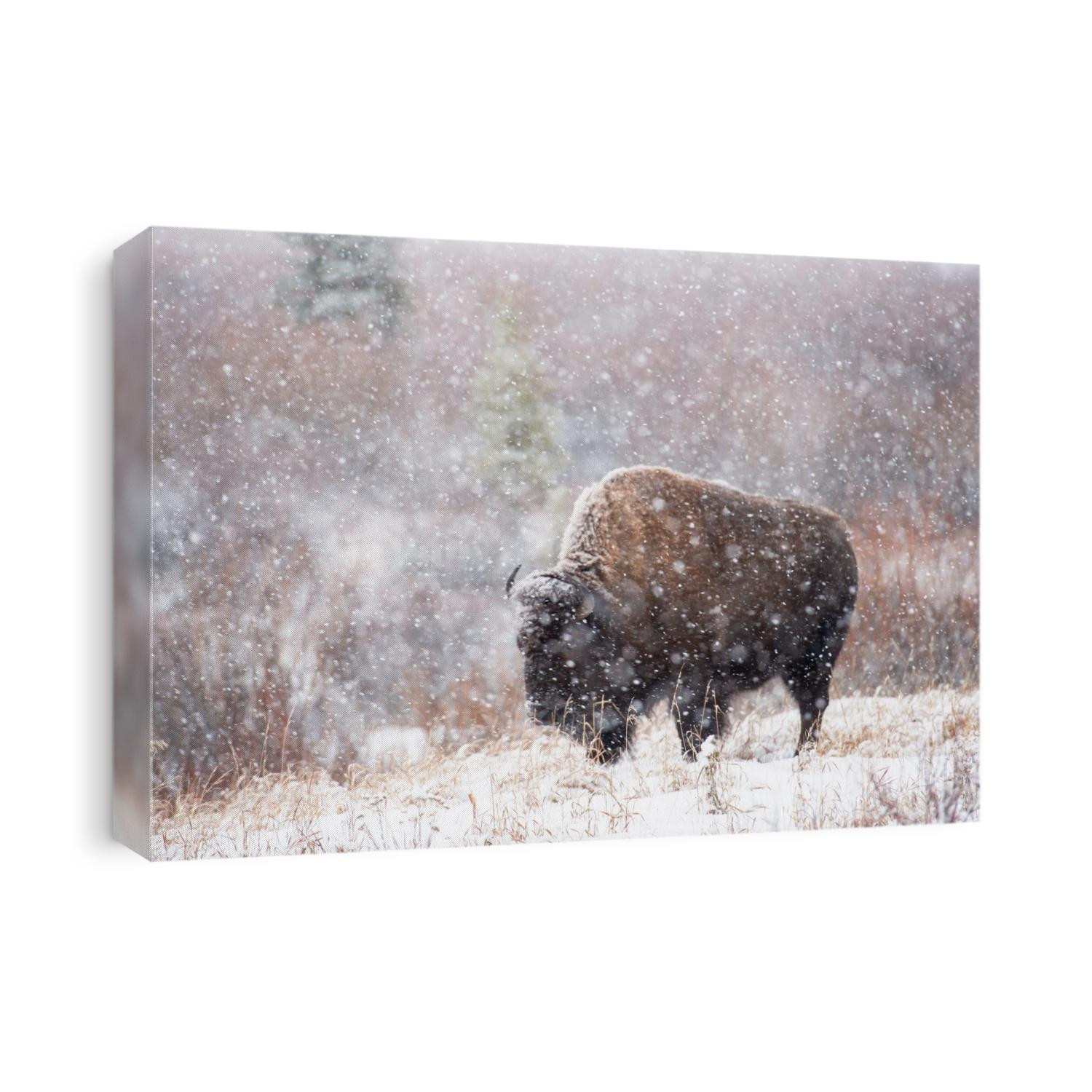 A lone bison in a snow storm outside of Jackson, Wyoming