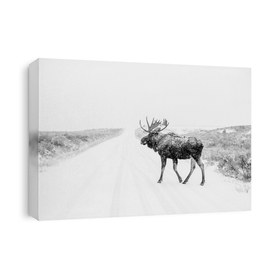 Moose