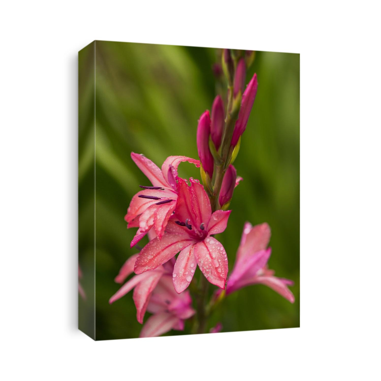 Raindrops fall on the petals of a Watsonia flower