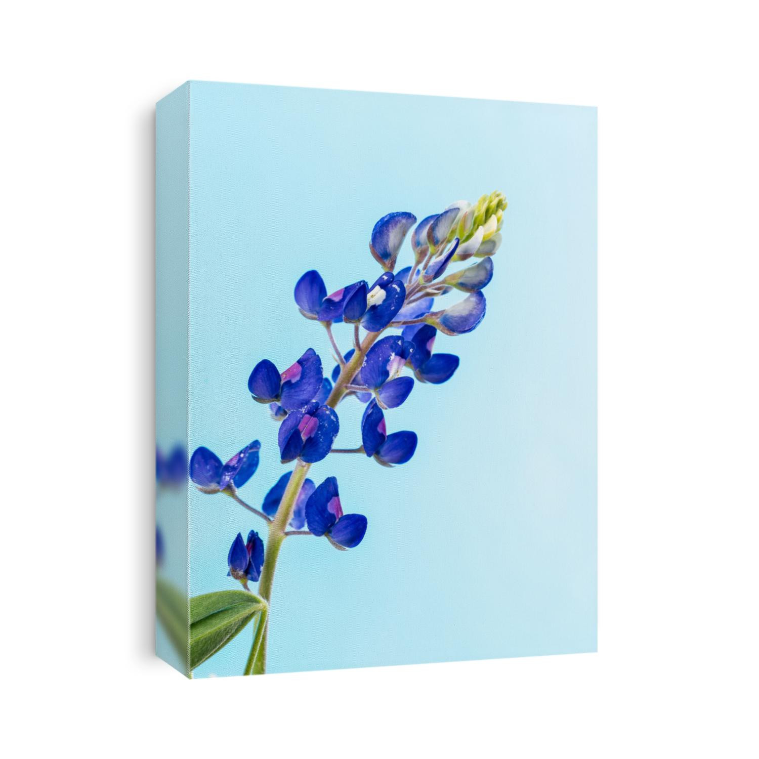 Single bluebonnet flower (Lupinus subcarnosus) on pastel background. Texas State Flower.