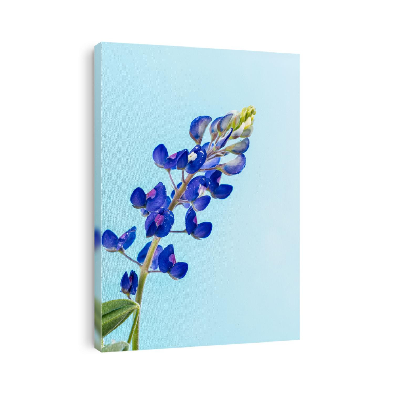 Single bluebonnet flower (Lupinus subcarnosus) on pastel background. Texas State Flower.
