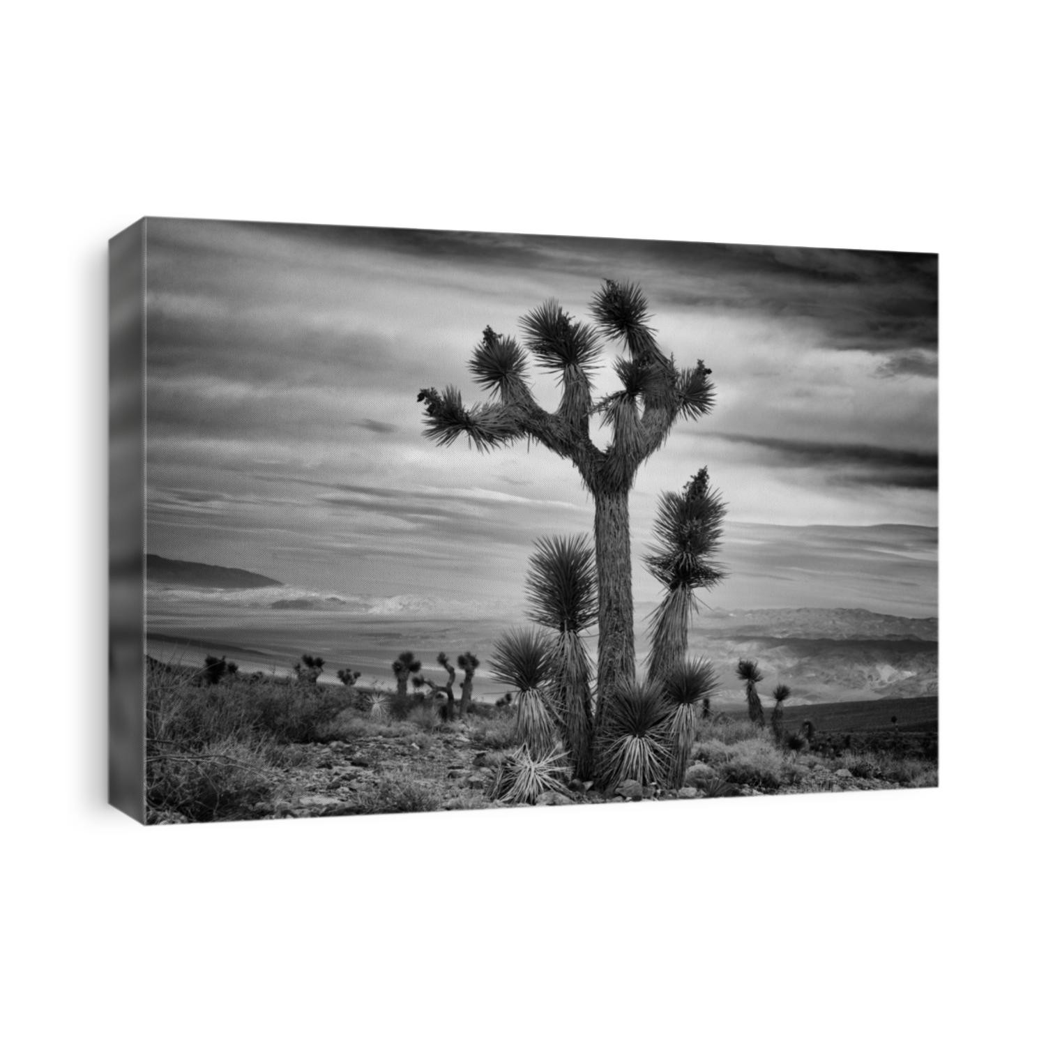 Joshua Tree in black and white