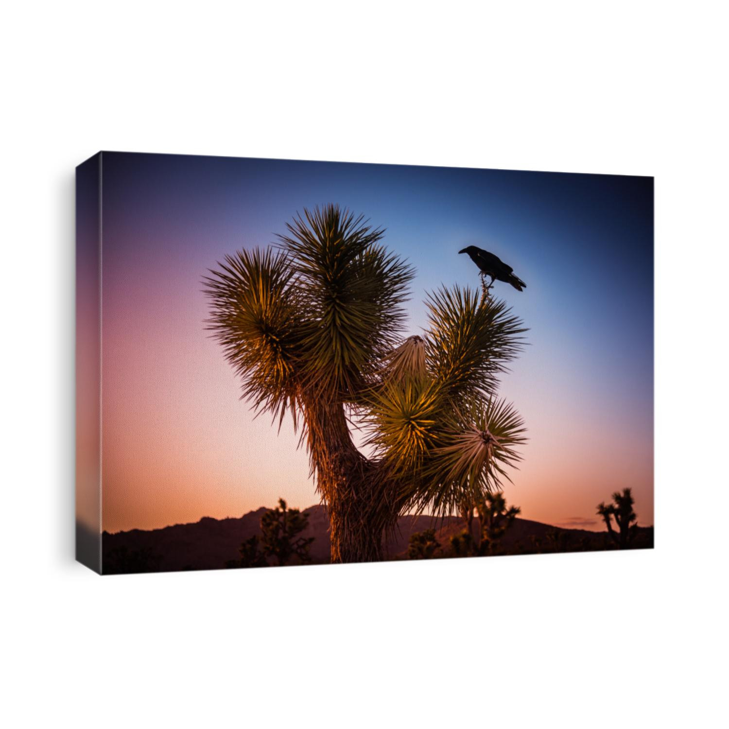 Large black raven bird on a Joshua tree (Yucca Brevifolia) in Joshua Tree National Park, California, U.S.A. after sunset. Cactus like palm tree yucca’s biblical name is also famous U2 band album.