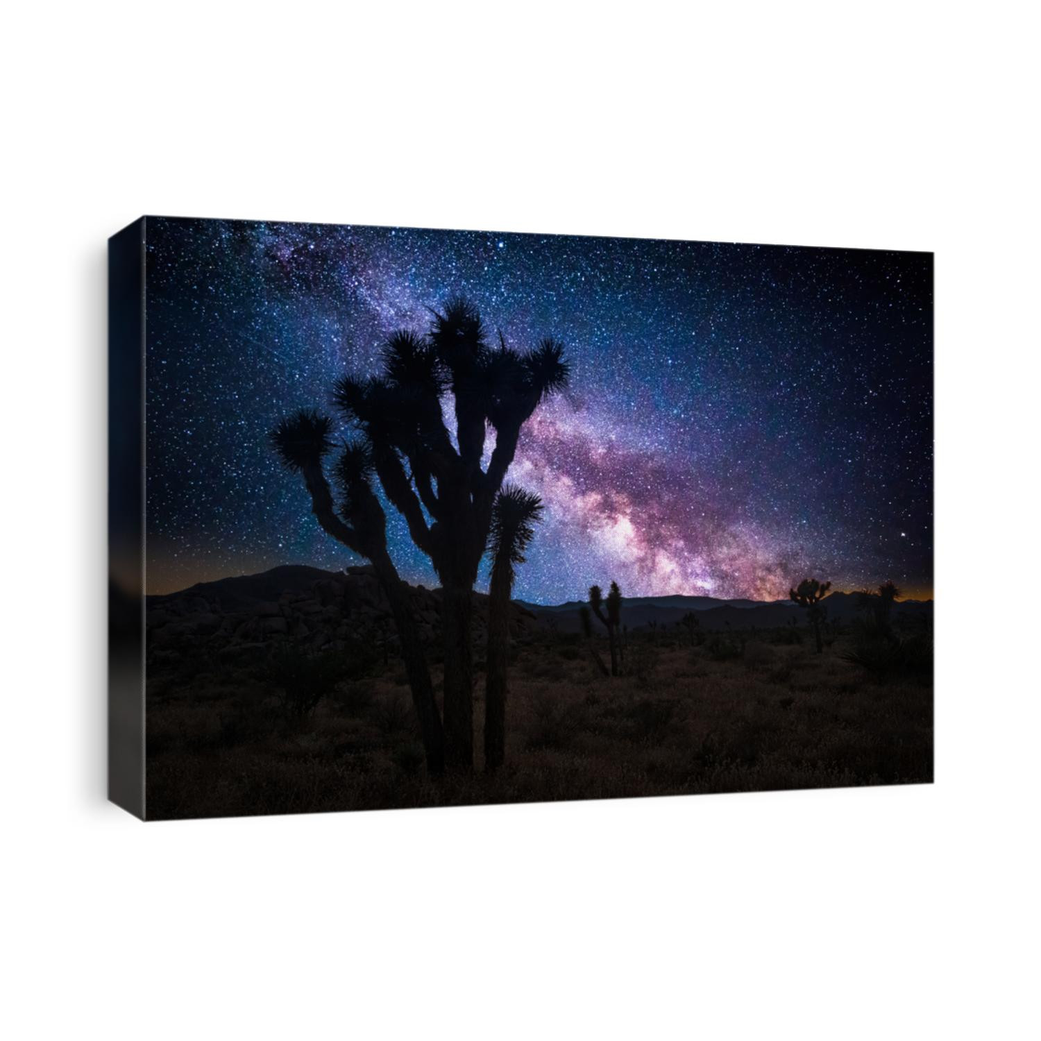 Joshua tree park under a starry night, in Mojave Desert, California