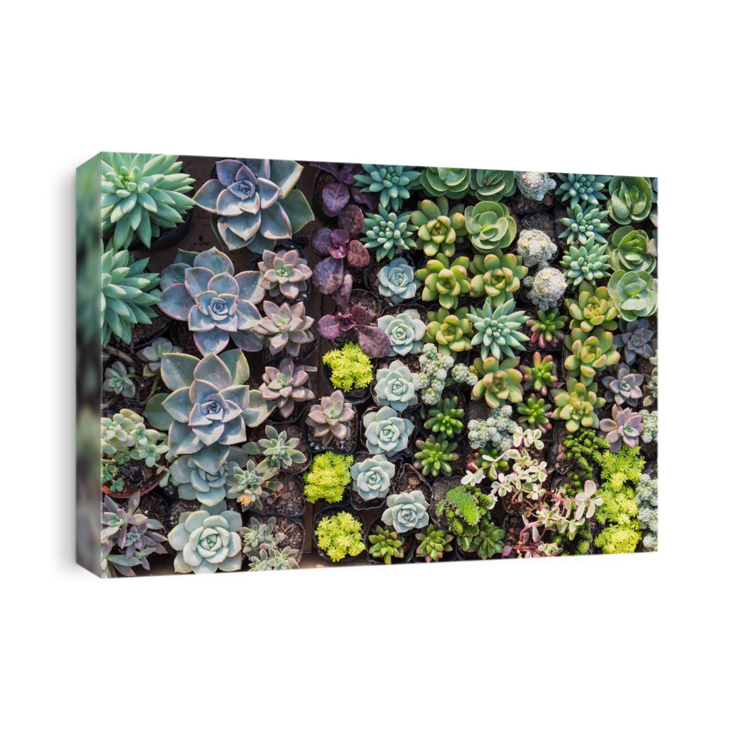 cactus succulents in a planter