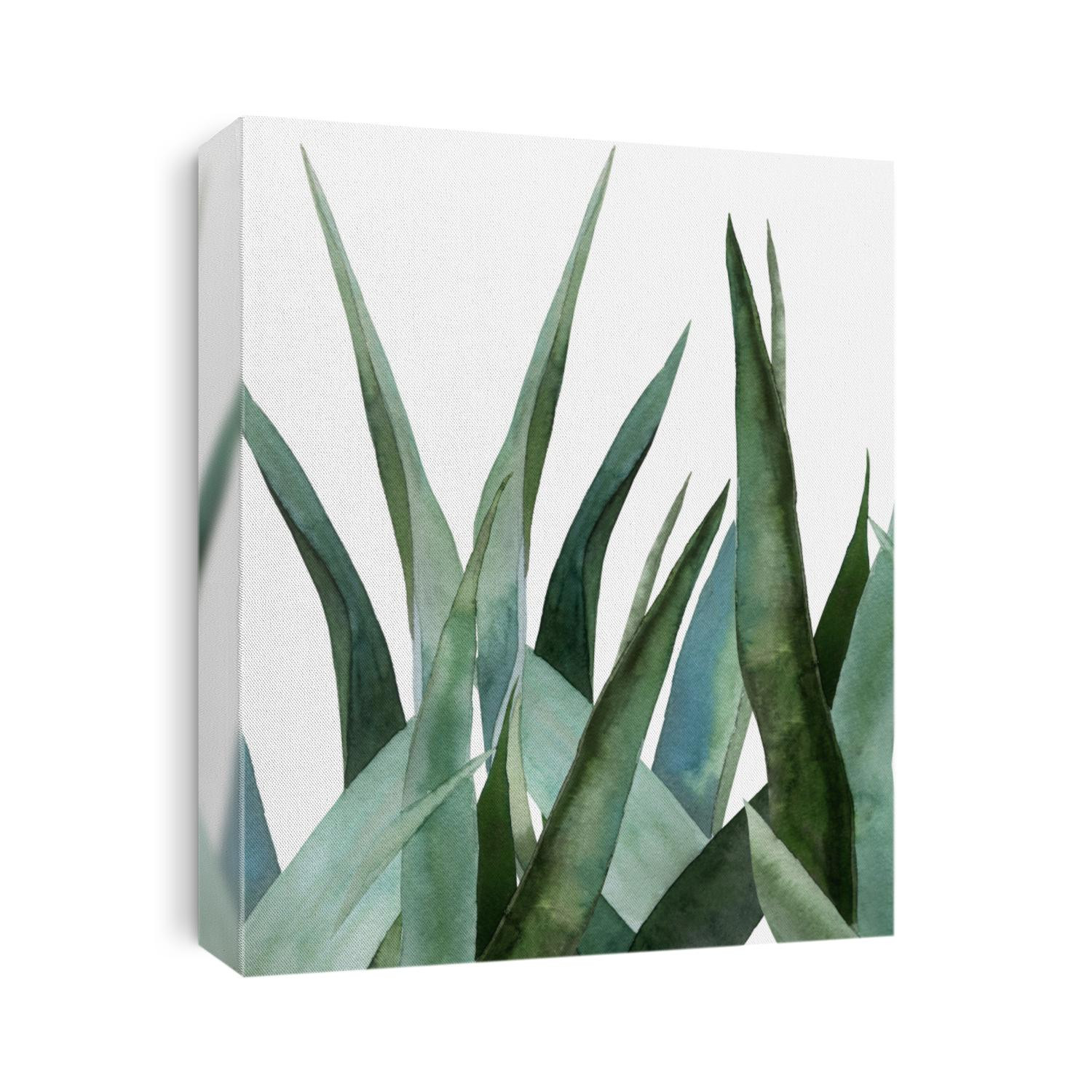  Agave plant. Watercolor illustration
on white.