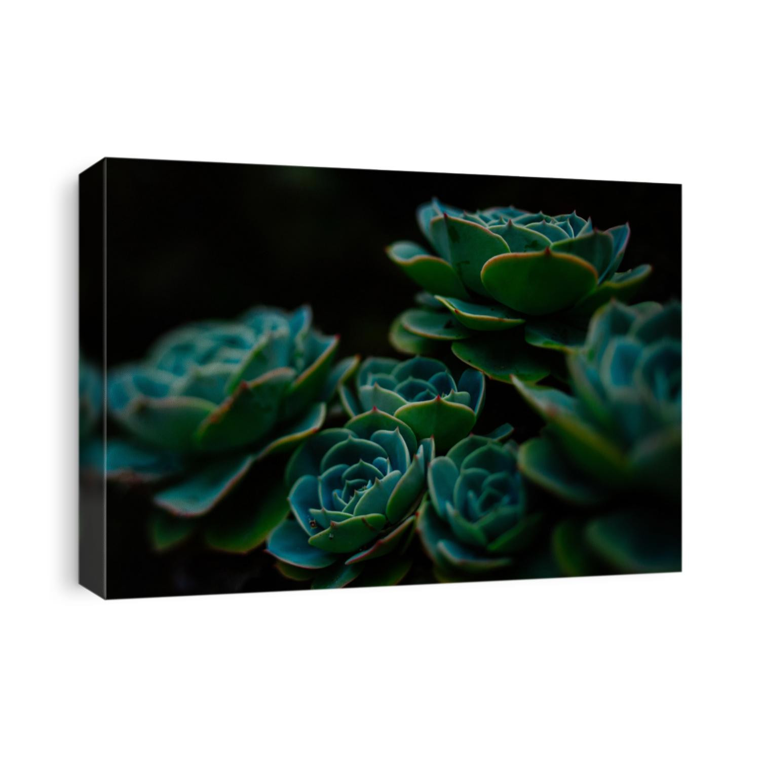 Succulent background. High quality texture of the succulent. Plant background. Cactus succulents in a planter. Floral arrangement.