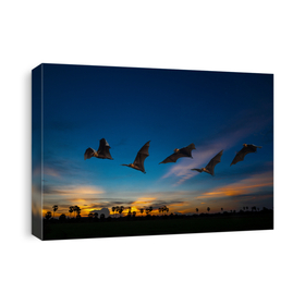 Bats