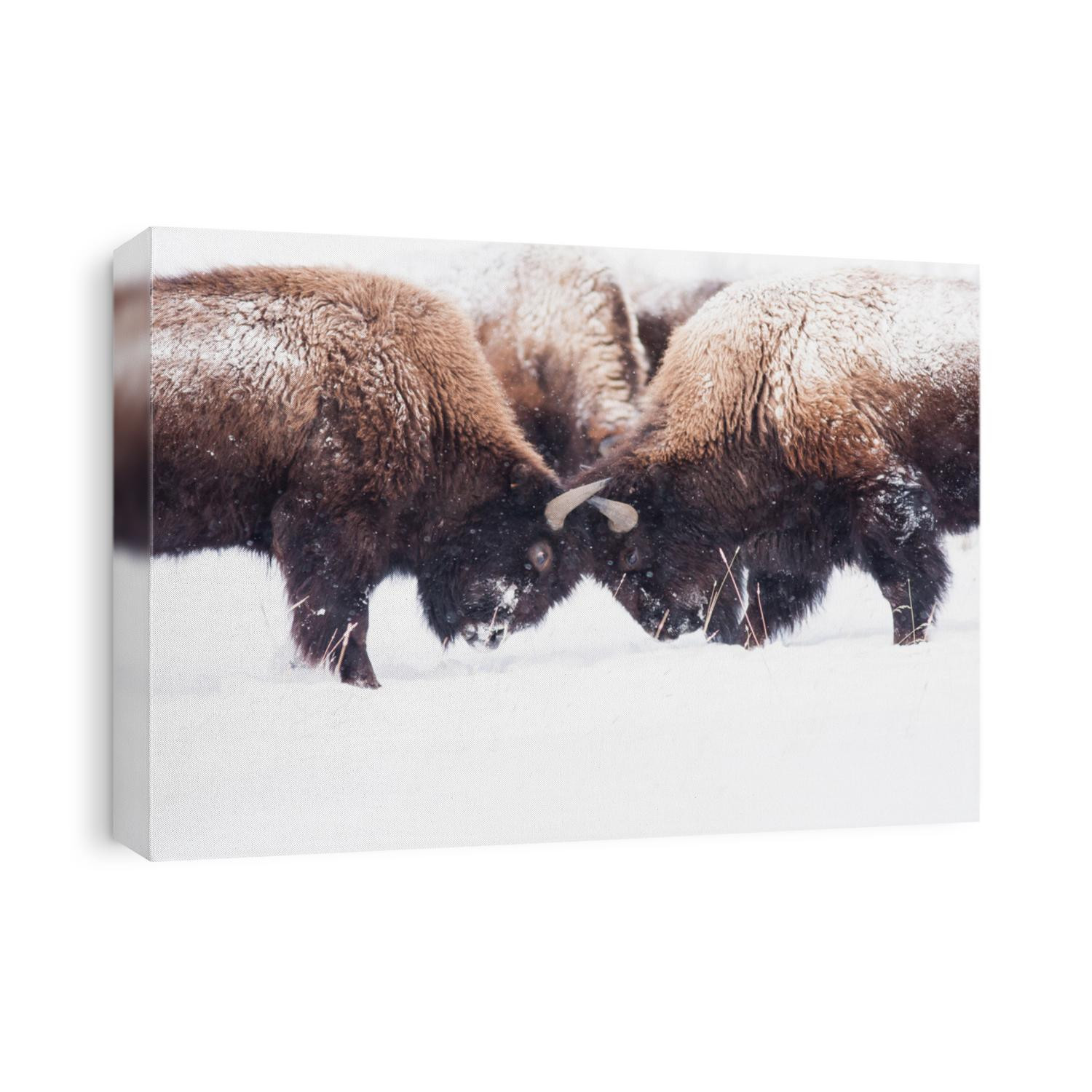Bison during winter in Yellowstone play-fighting.