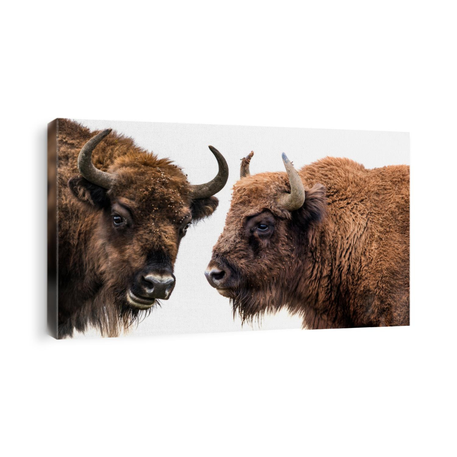 Bison bonasus - European bison - isolated on white