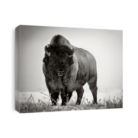 Bison