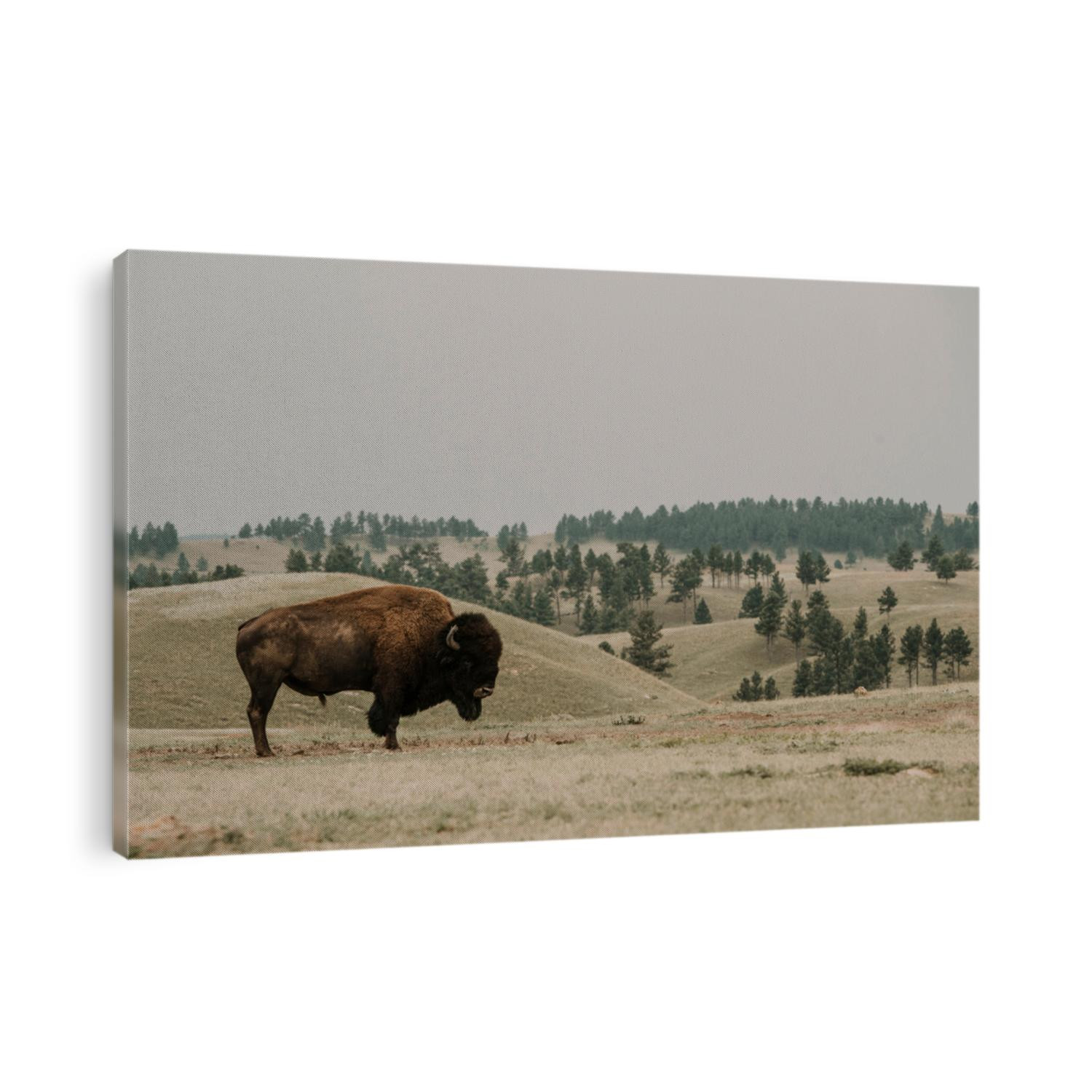 Bison at Wind Cave National Park