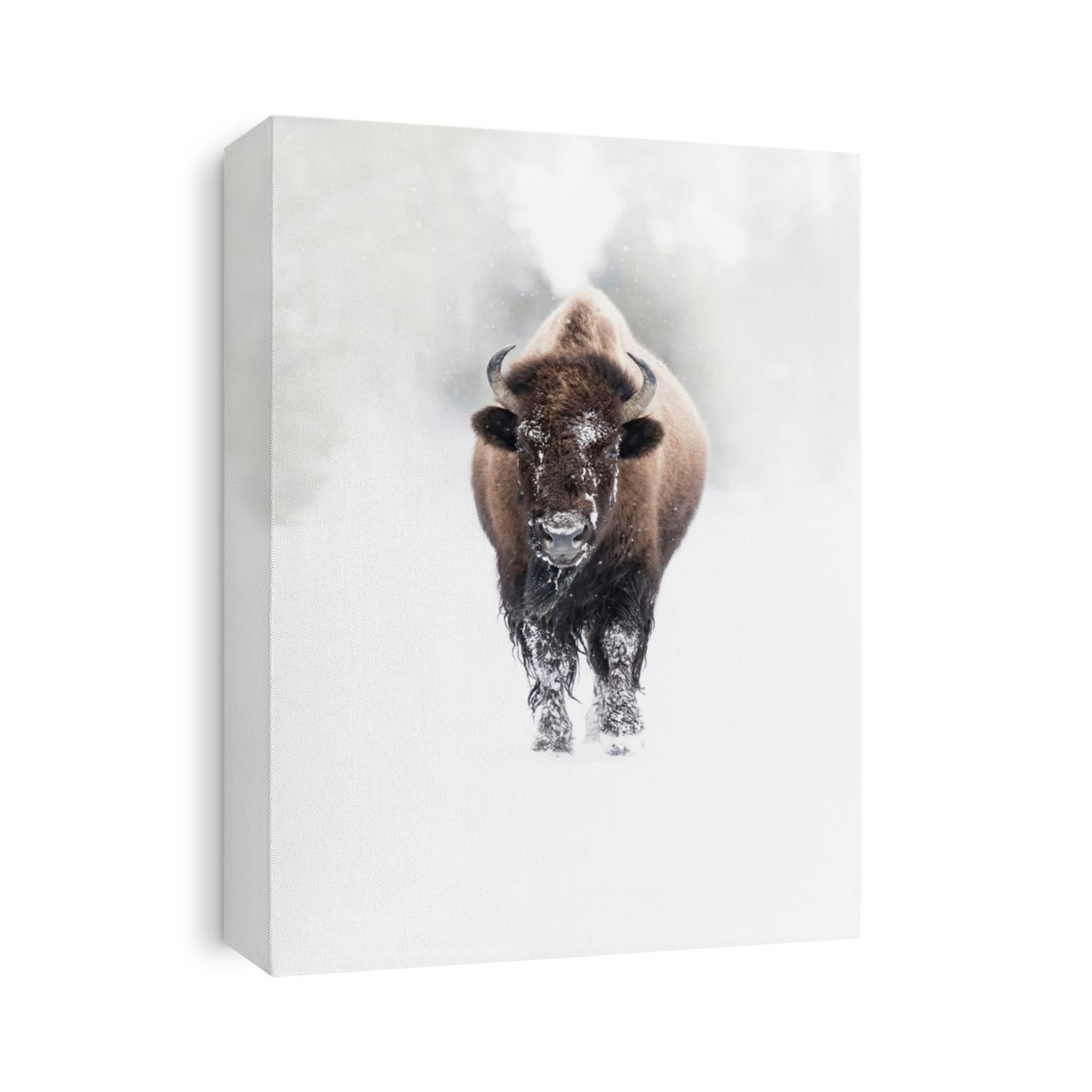 American Bison in winter walking along a misty track