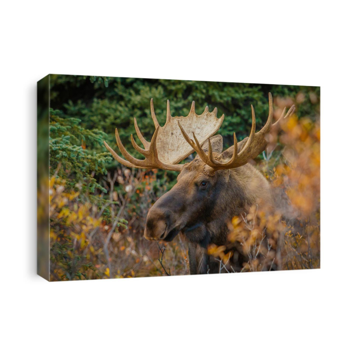 A moose bull in Denali NP, Alaska