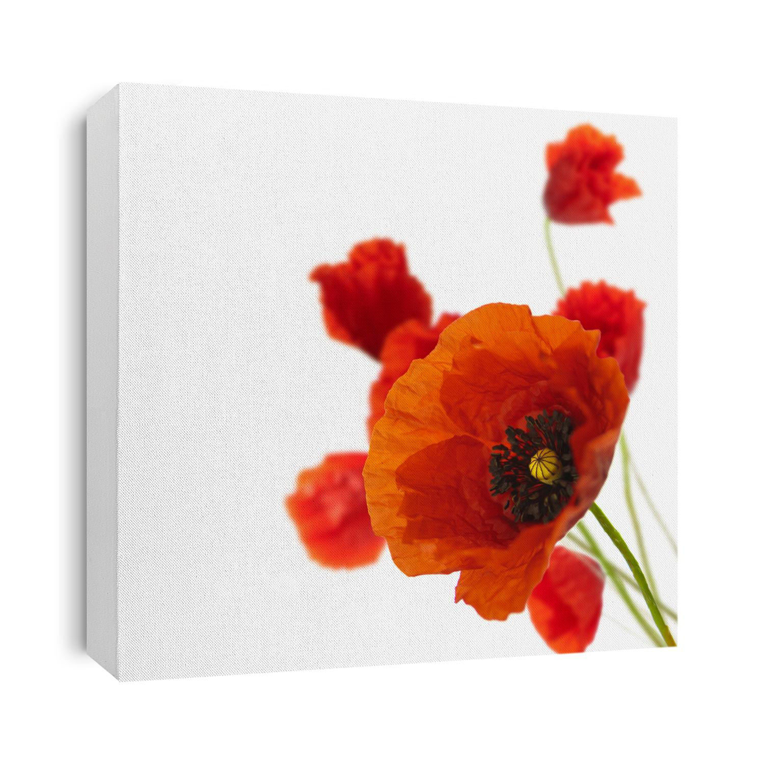 red poppies isolated on a white background in the corner of a page - Floral border