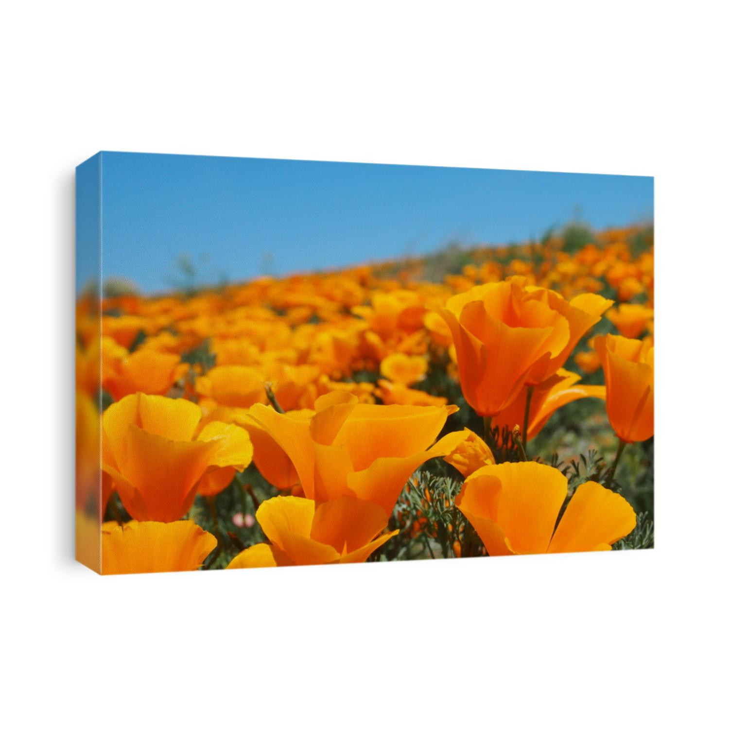 Antelope Valley