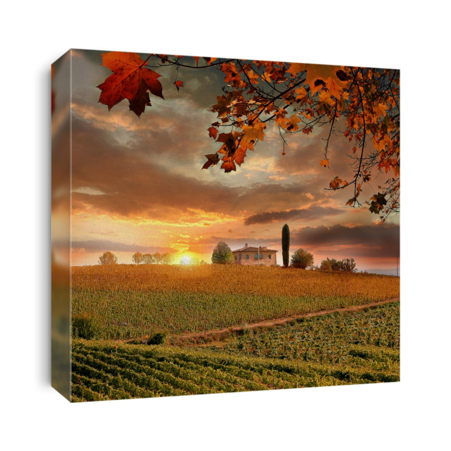 Chianti vineyard landscape in Tuscany, Italy