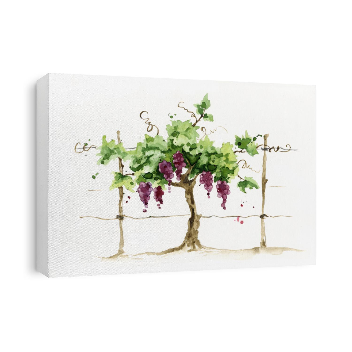 Vineyard / Grape on the trellis, watercolor illustration, 