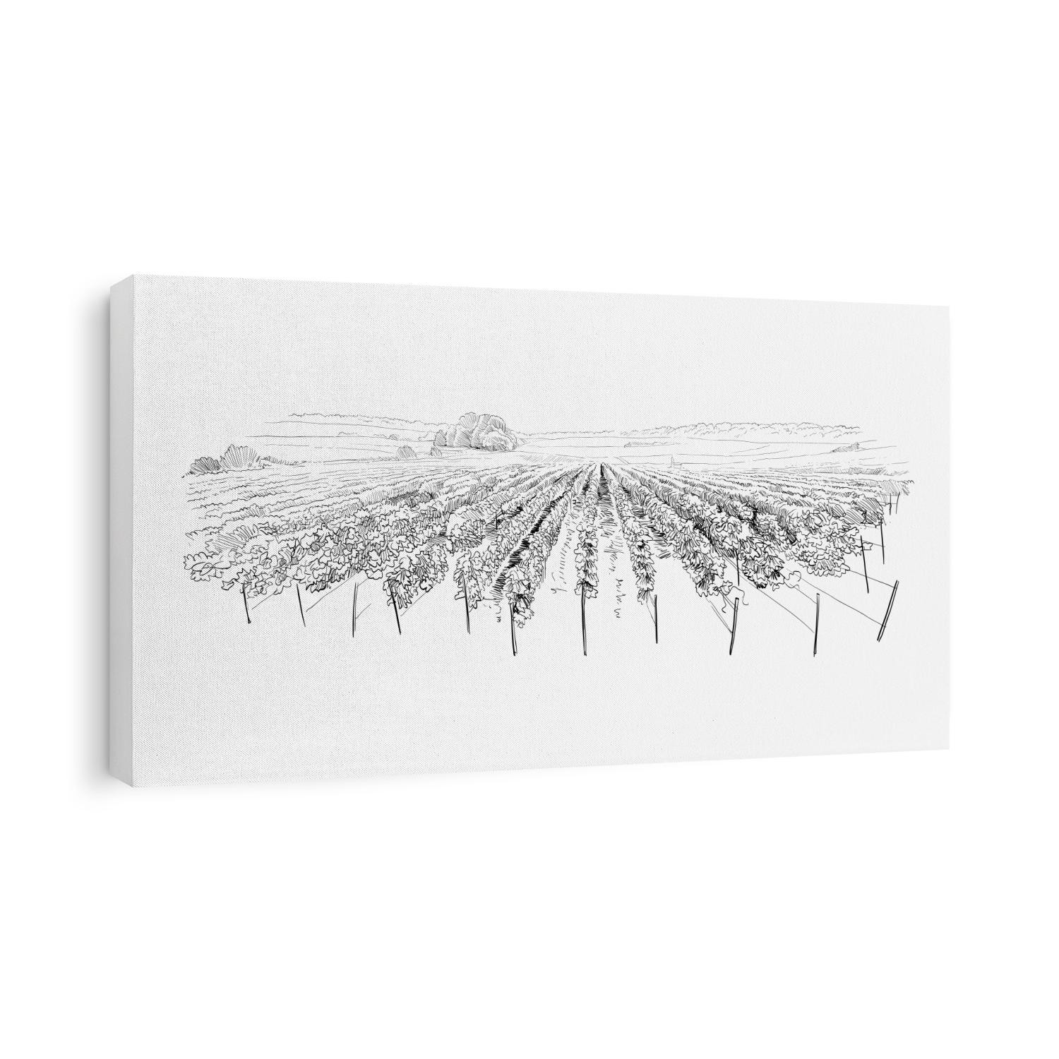 Vineyard landscape. France. Vector sketch design. Hand drawn illustration