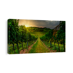 Vineyards