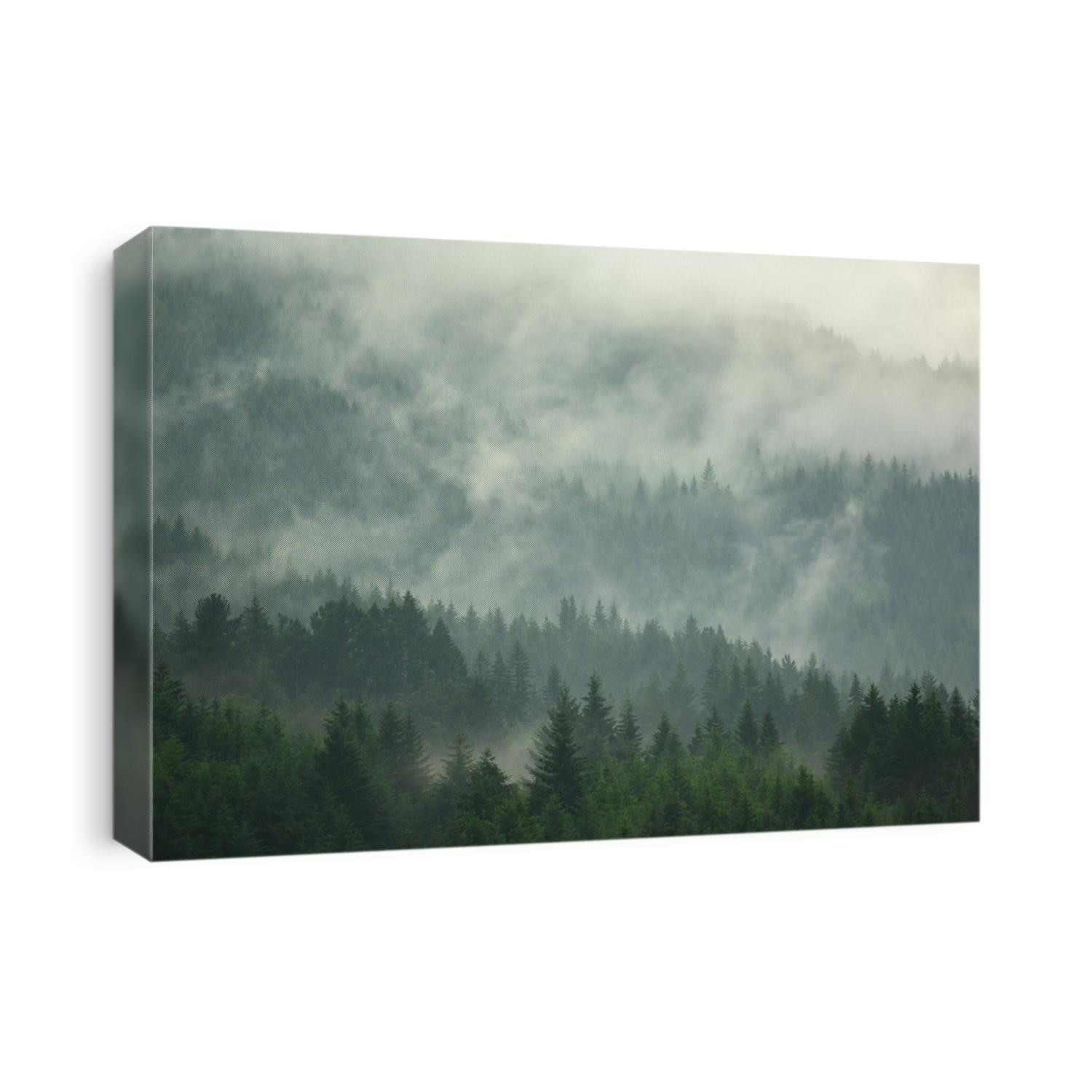 The pine forest in the valley in the foggy morning Fresh atmosphere of green.