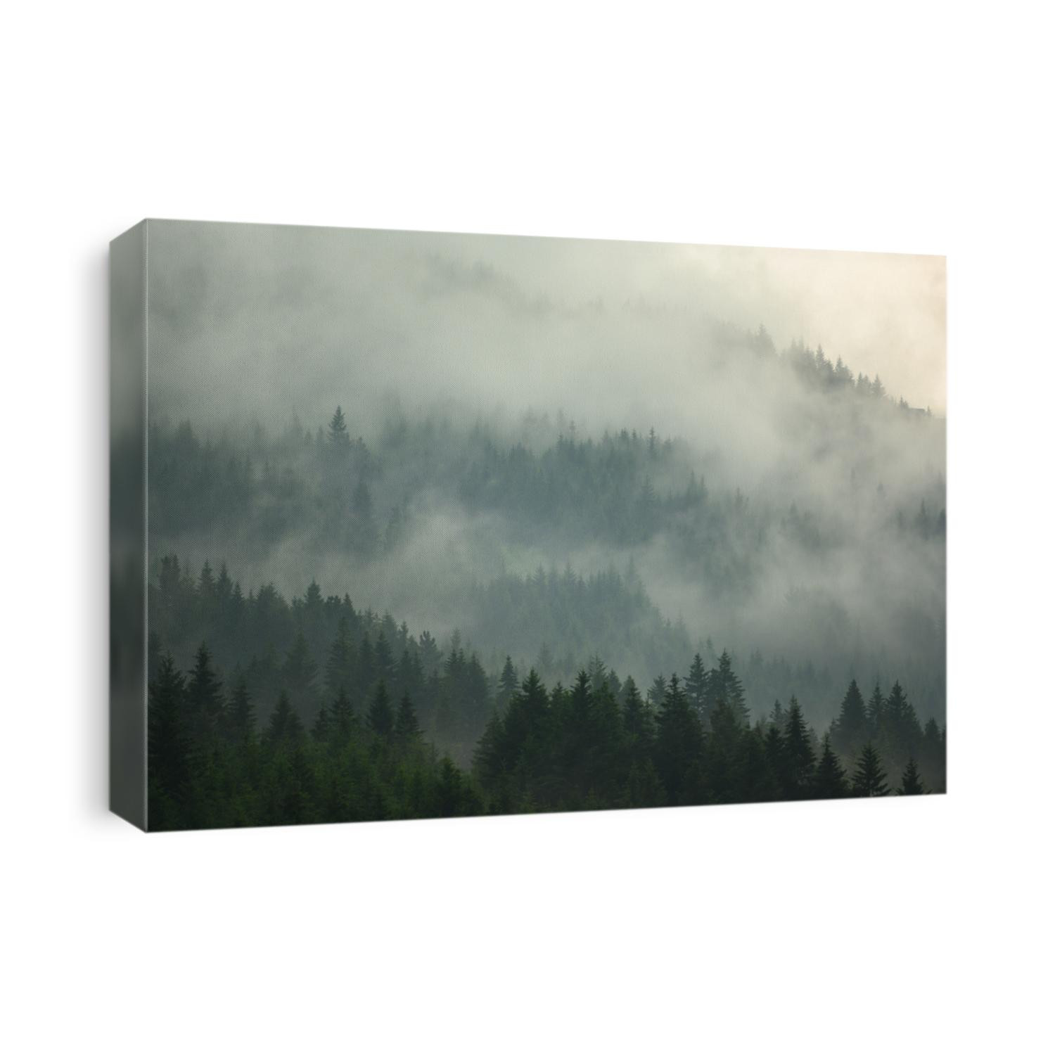 The pine forest in the valley in the morning is very foggy, the atmosphere looks scary. Dark tone and vintage image.