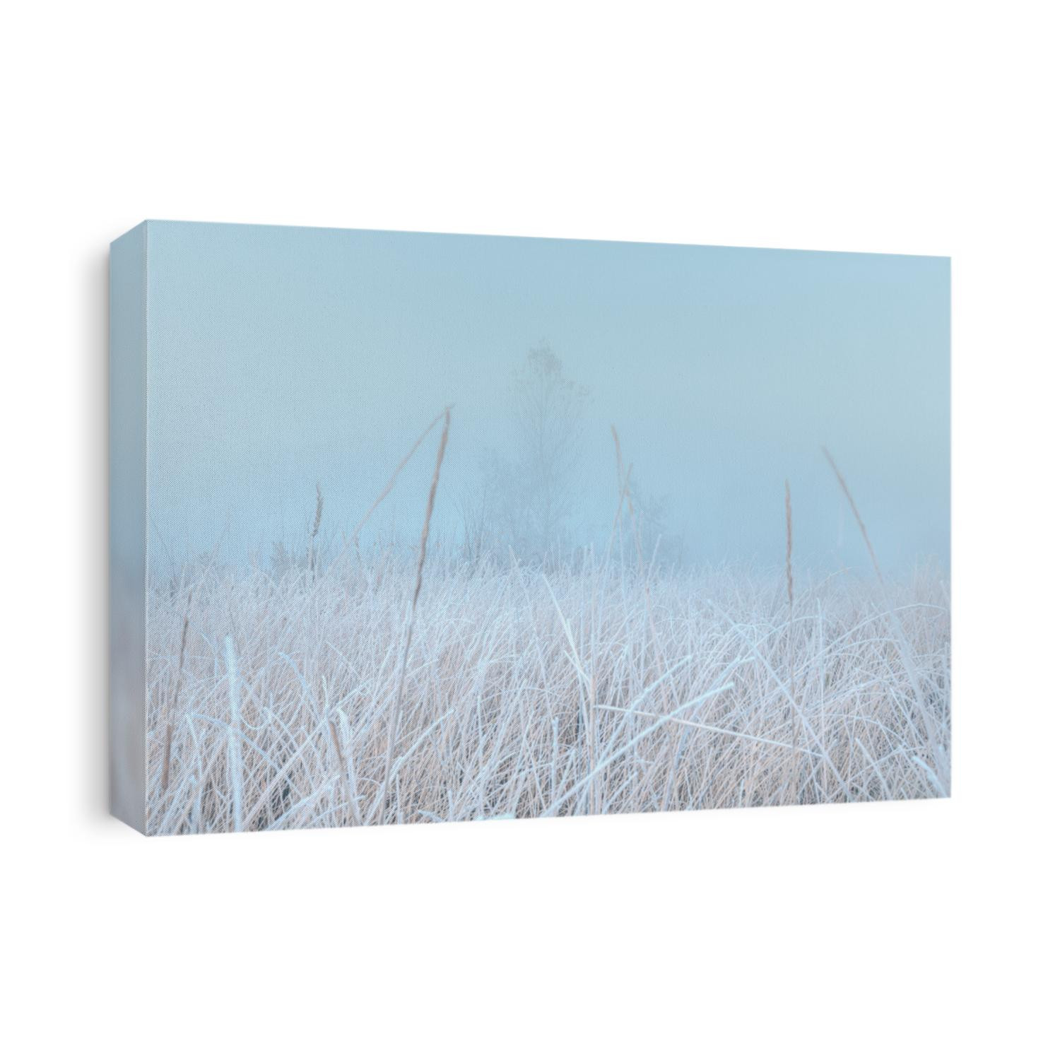 Beautiful autumn misty sunrise landscape. November foggy morning and rime on a plants at scenic high grass meadow.