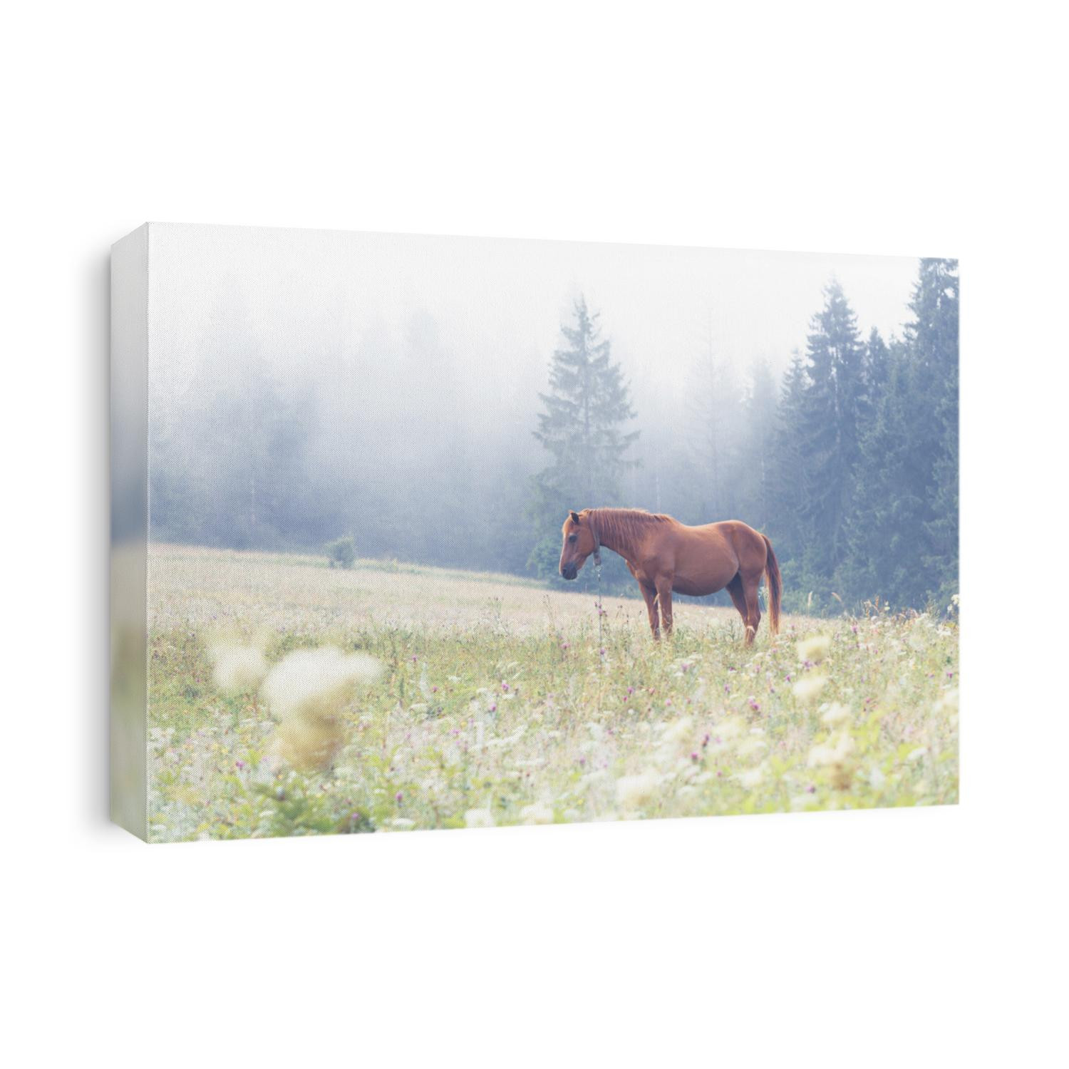 Beautiful misty morning. Brown horse on a pasture in front of foggy spruce forest. Summer grassland.