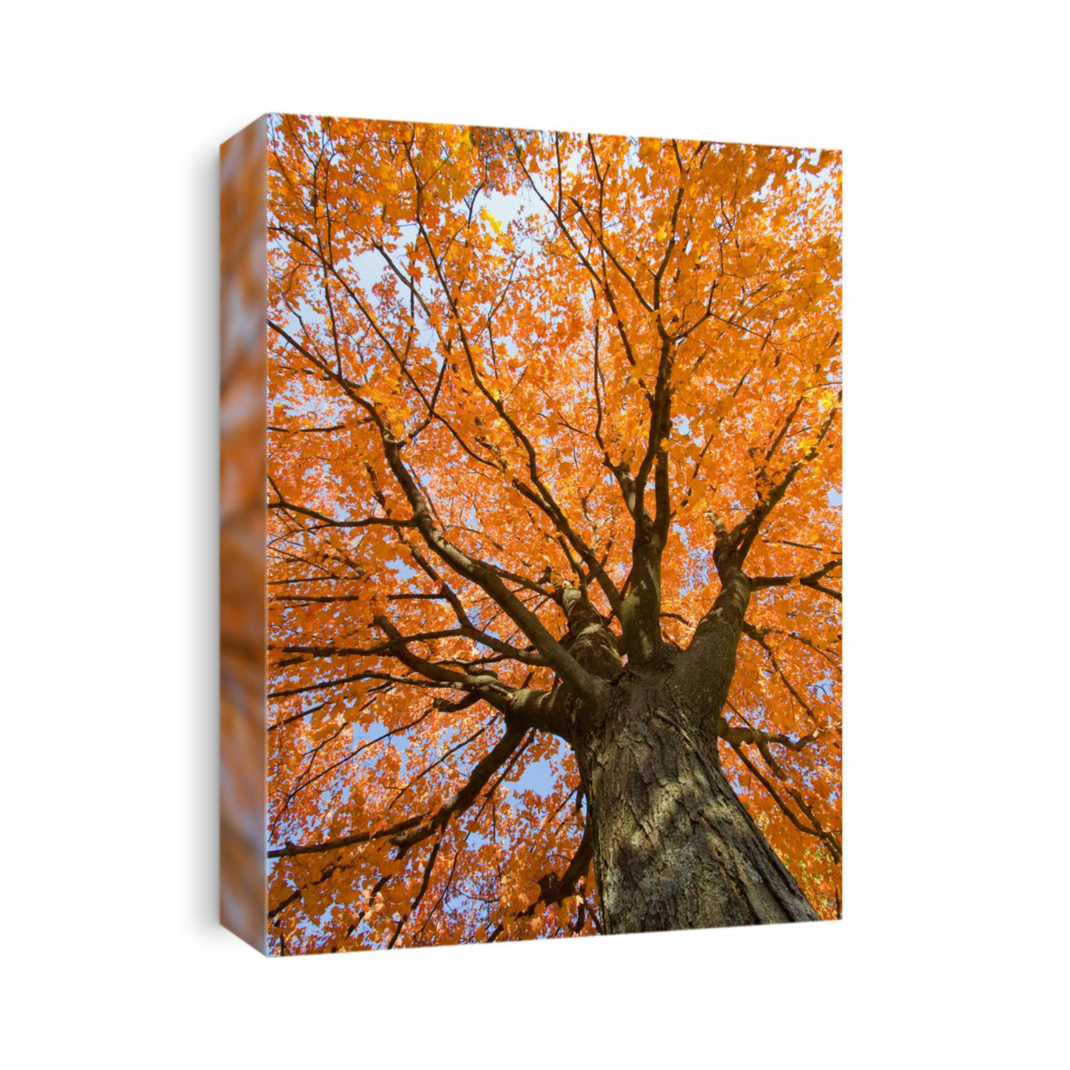 fall leaves trees