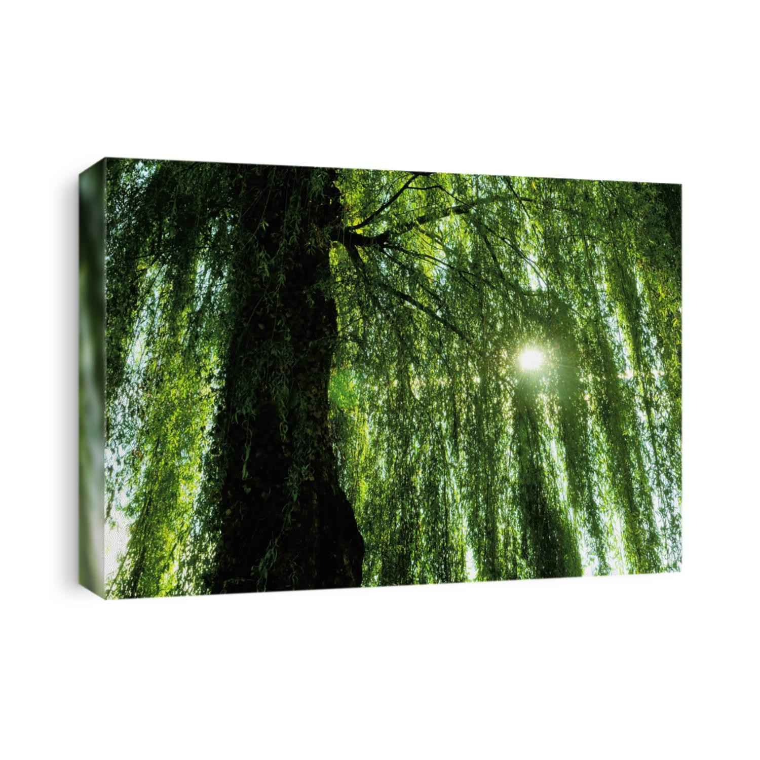 under the weeping willow