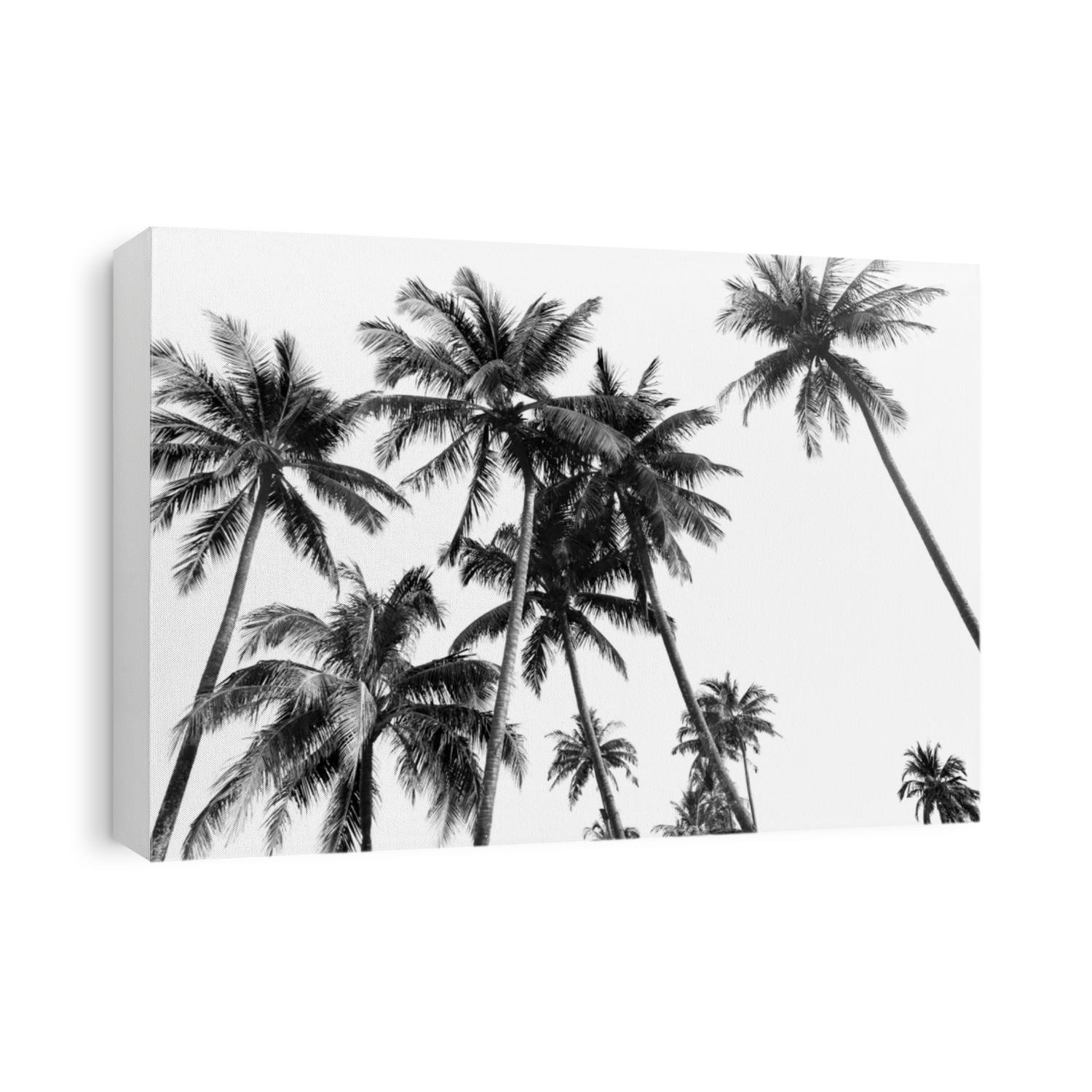 Black and white silhouettes tropical coconut palm trees isolated in white background