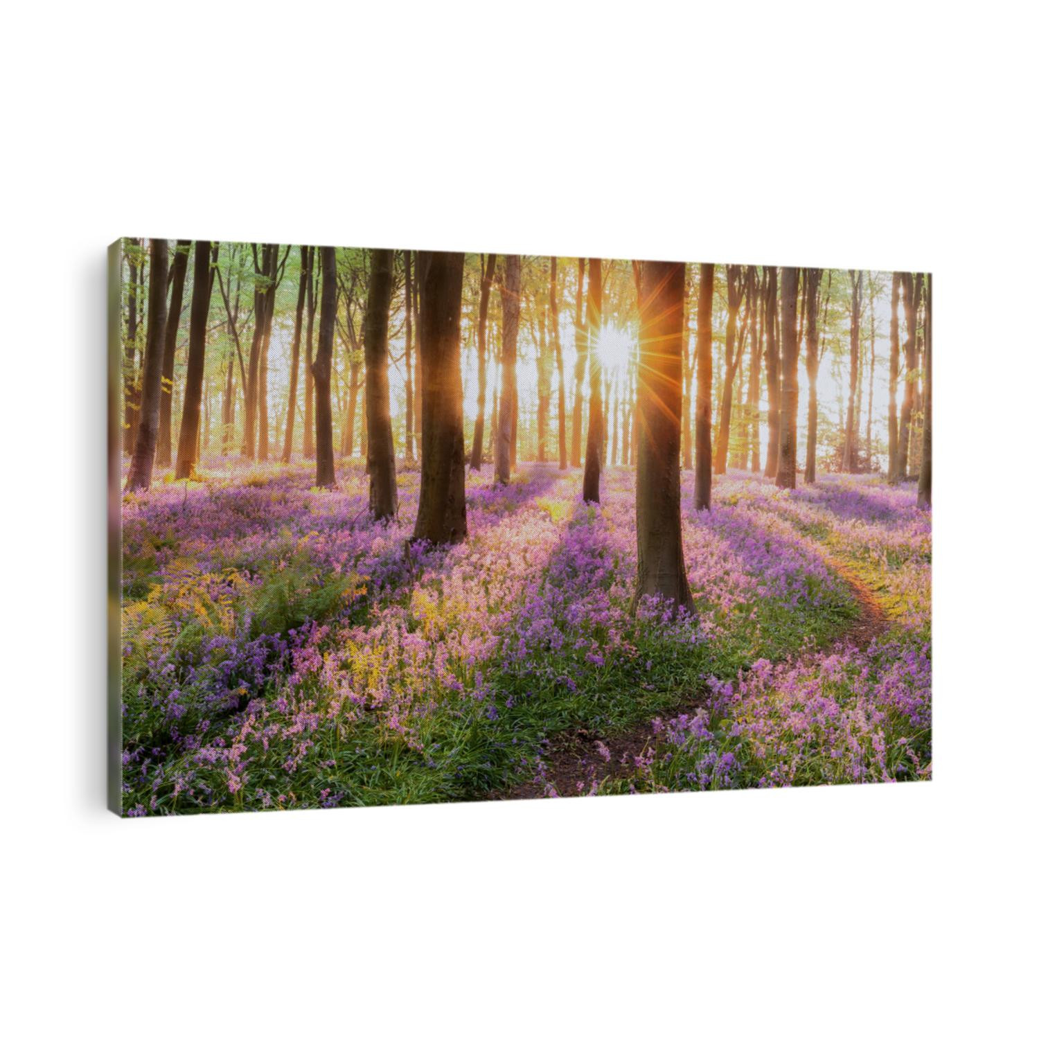 Beautiful woodland bluebell forest in spring. Purple and pink flowers under tree canopys with sunrise at dawn