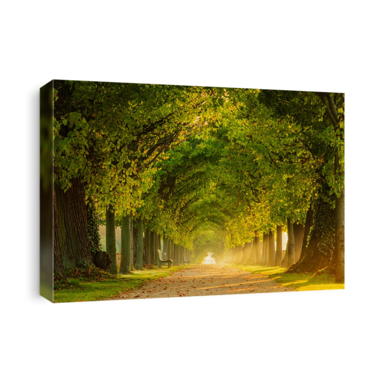Tunnel-like Avenue of Linden Trees, Tree Lined Footpath through Park at Sunrise