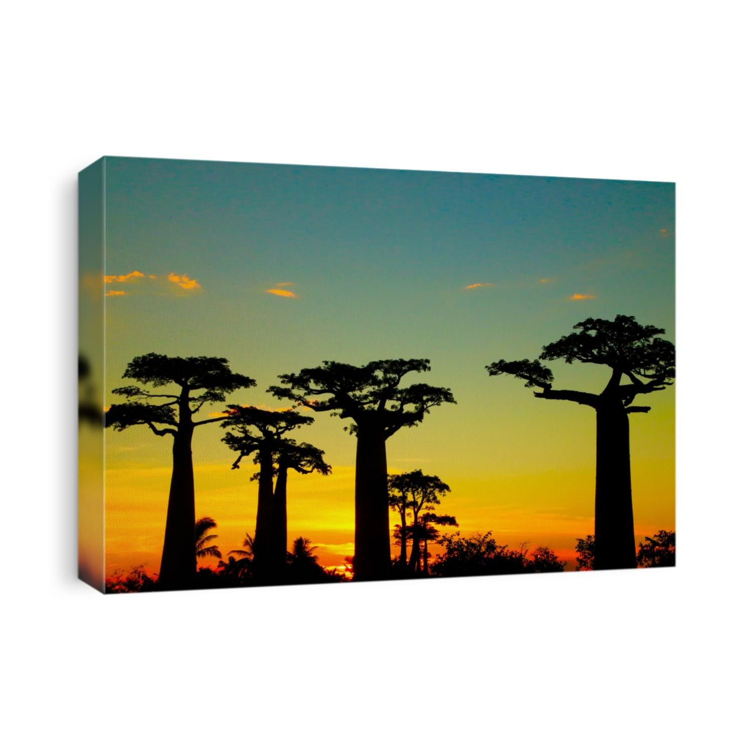 baobab street , madagascar africa
