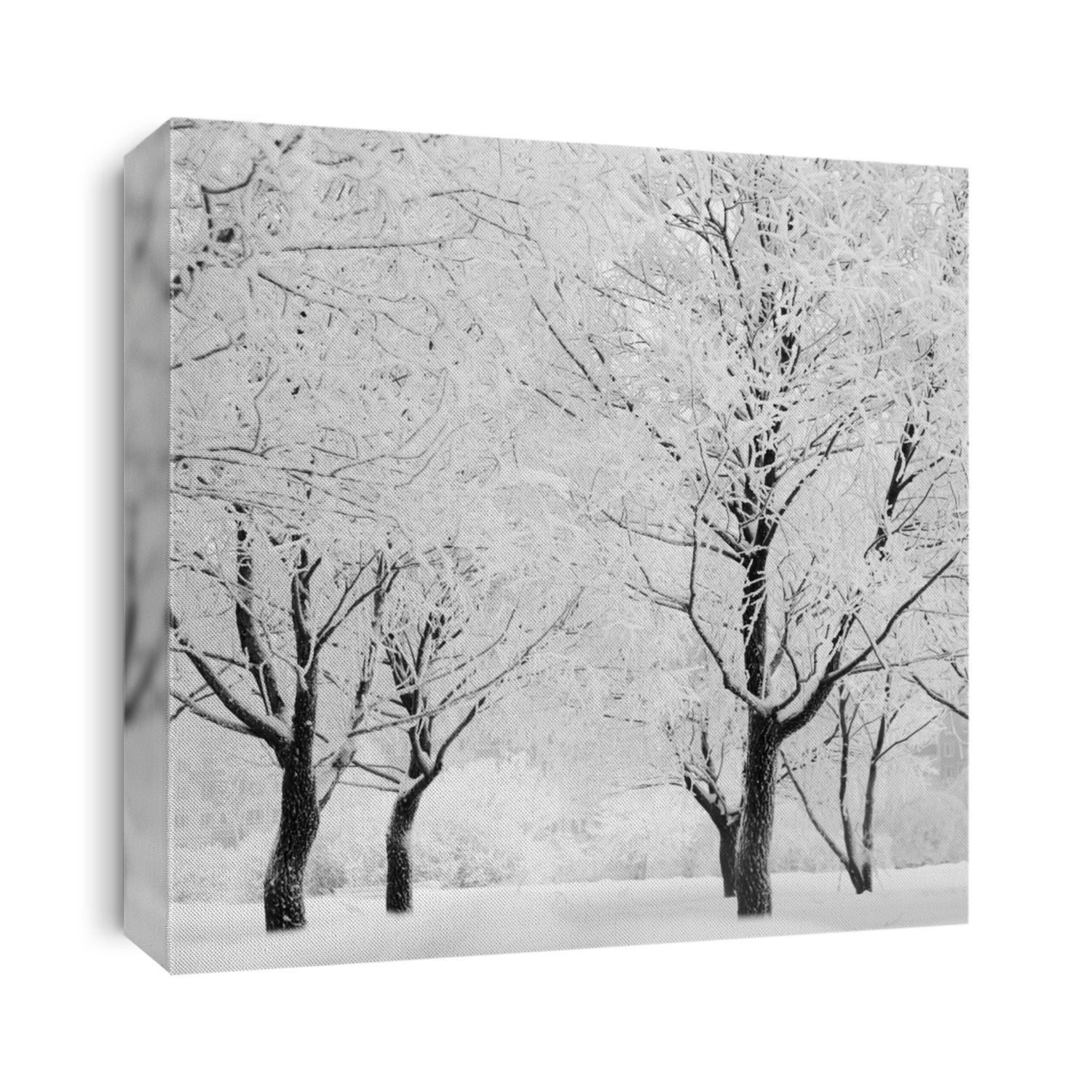 winter trees on snow