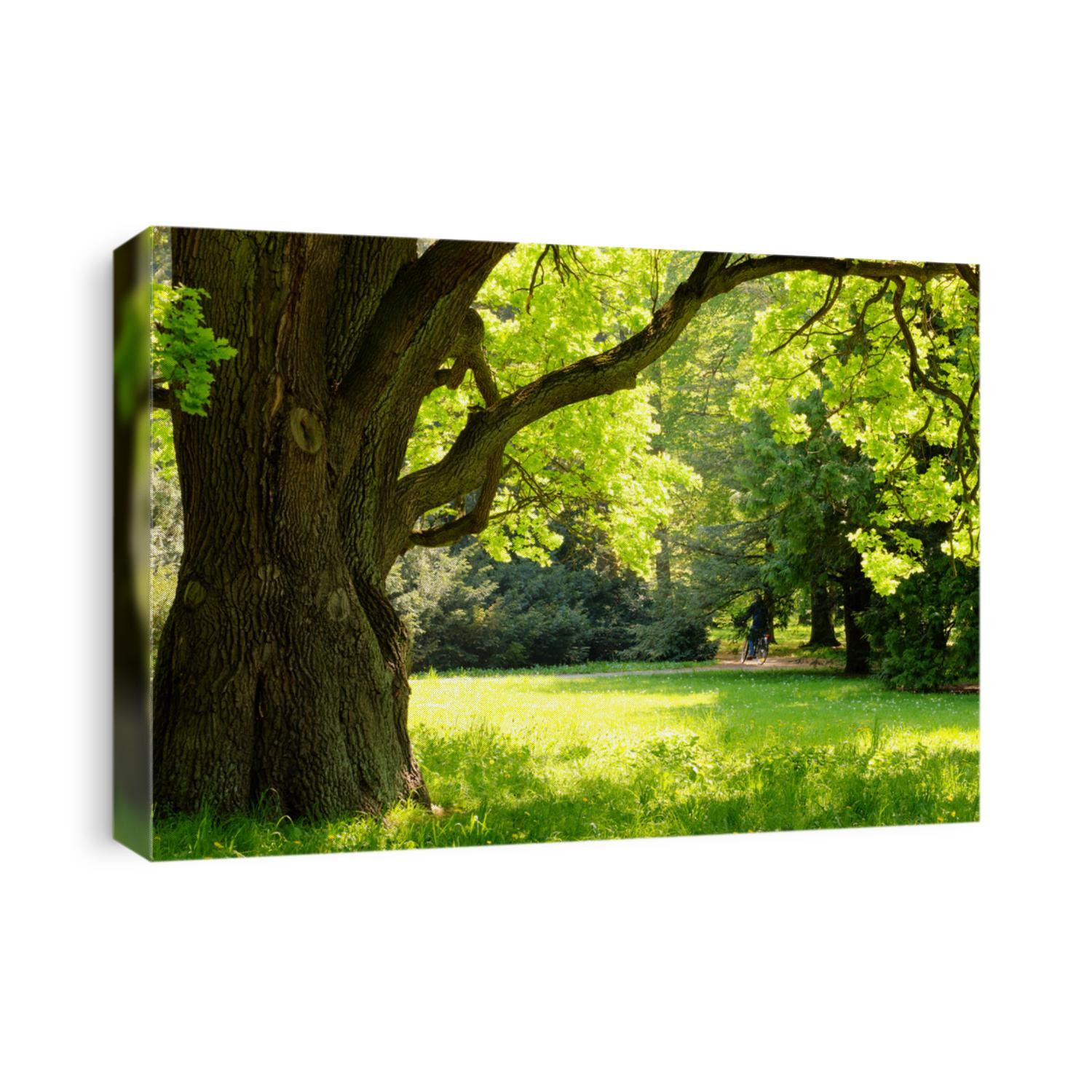 Mighty oak tree