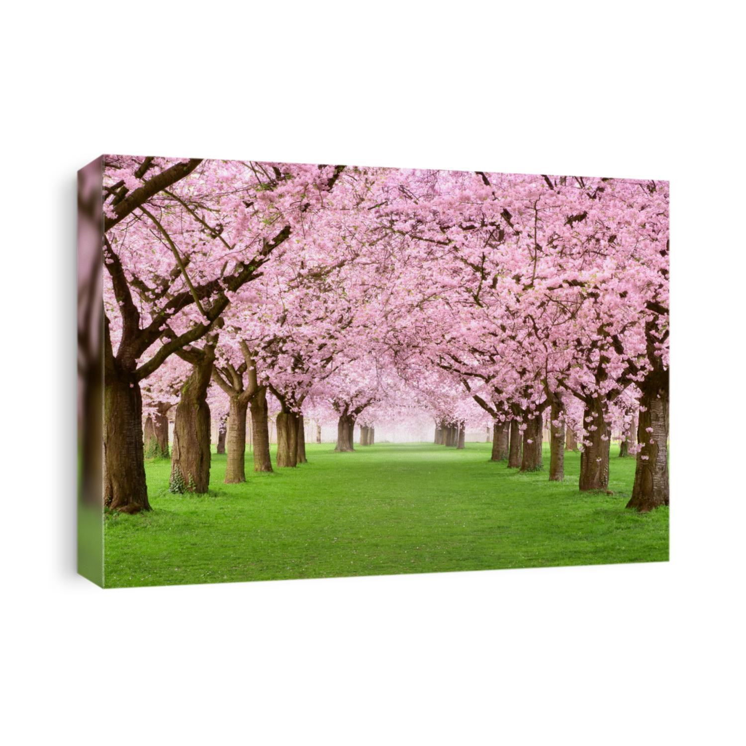 Ornamental garden with majestically blossoming large cherry trees on a fresh green lawn