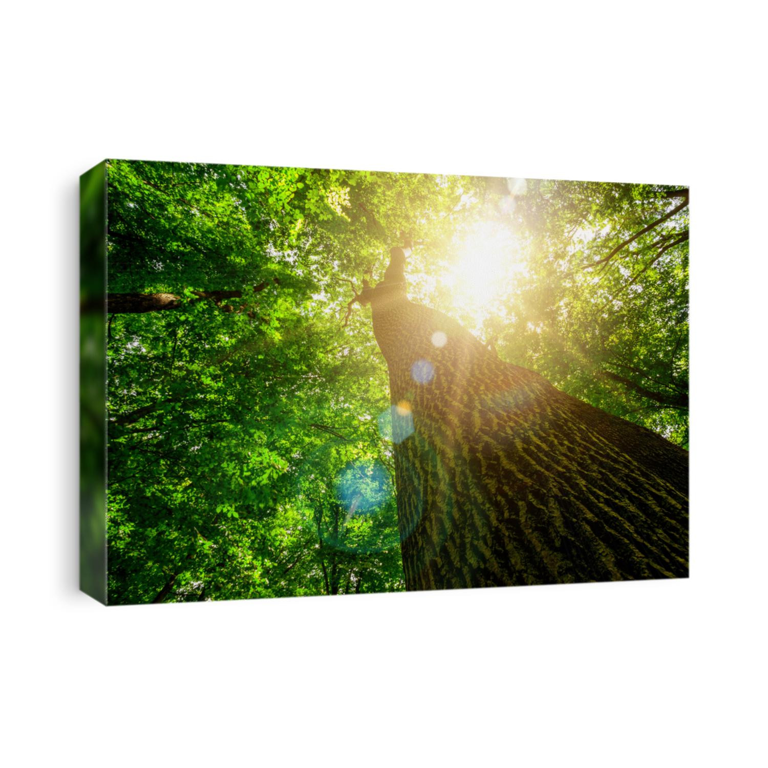 forest trees. nature green wood, sunlight backgrounds.