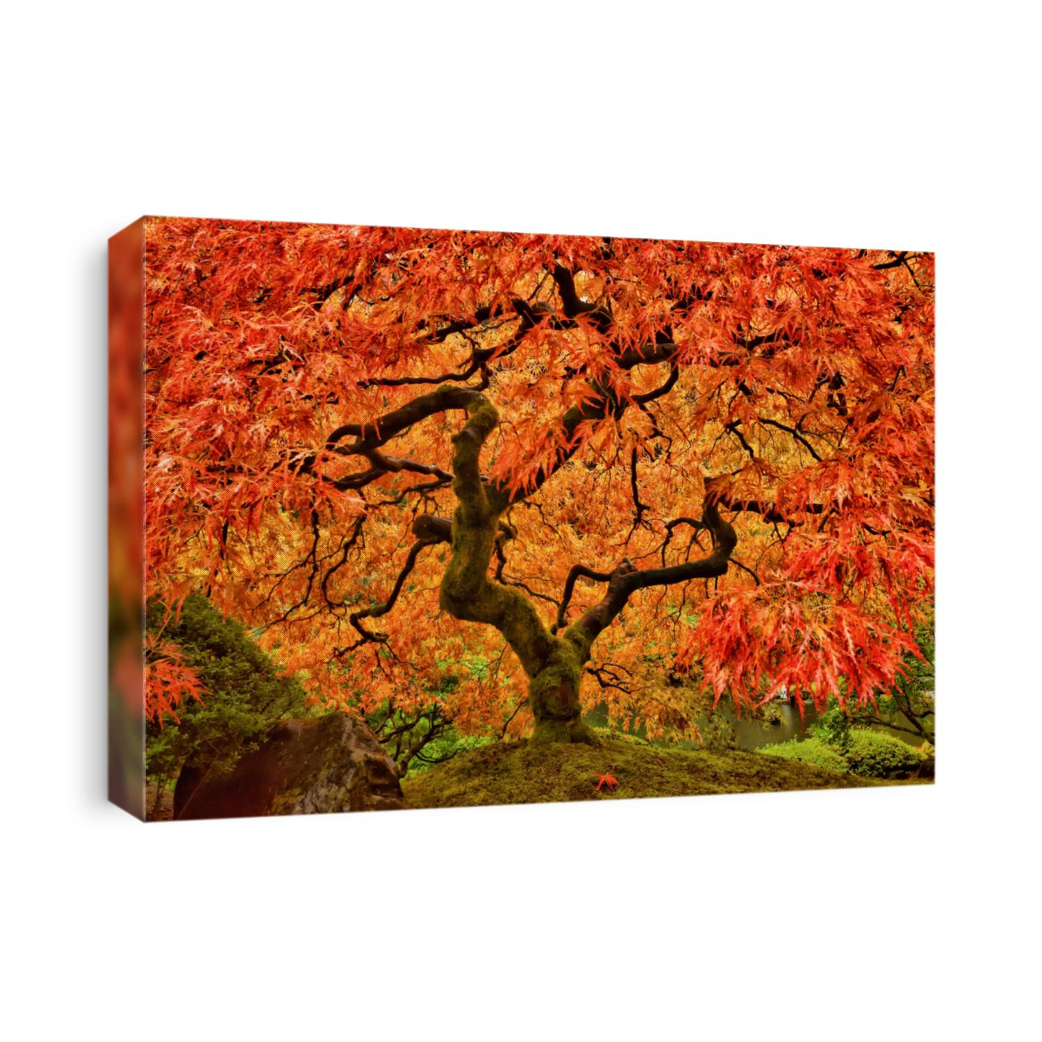 Japanese Maple Tree in Autumn with vivid colors in Portland Garden