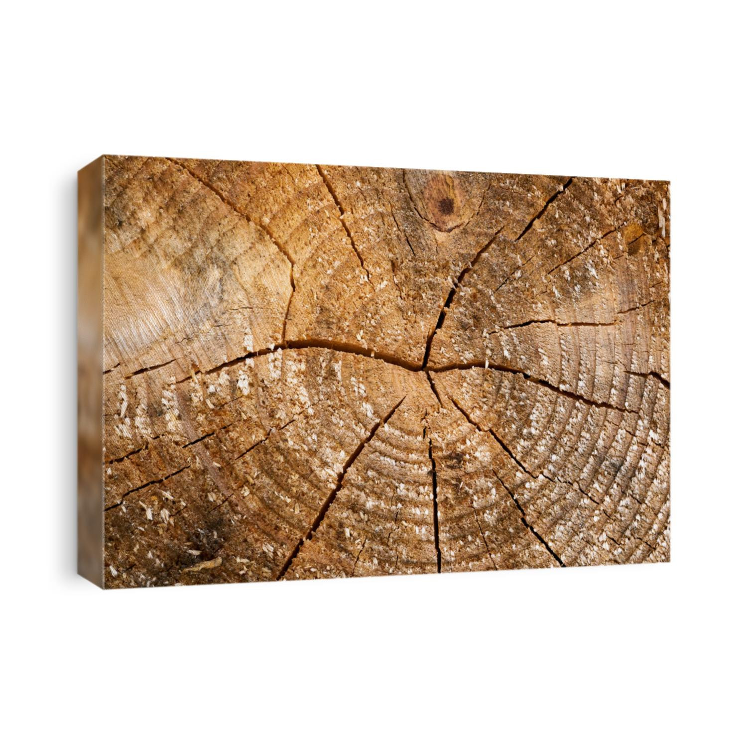 Tree rings old weathered wood texture with the cross section of a cut log.
