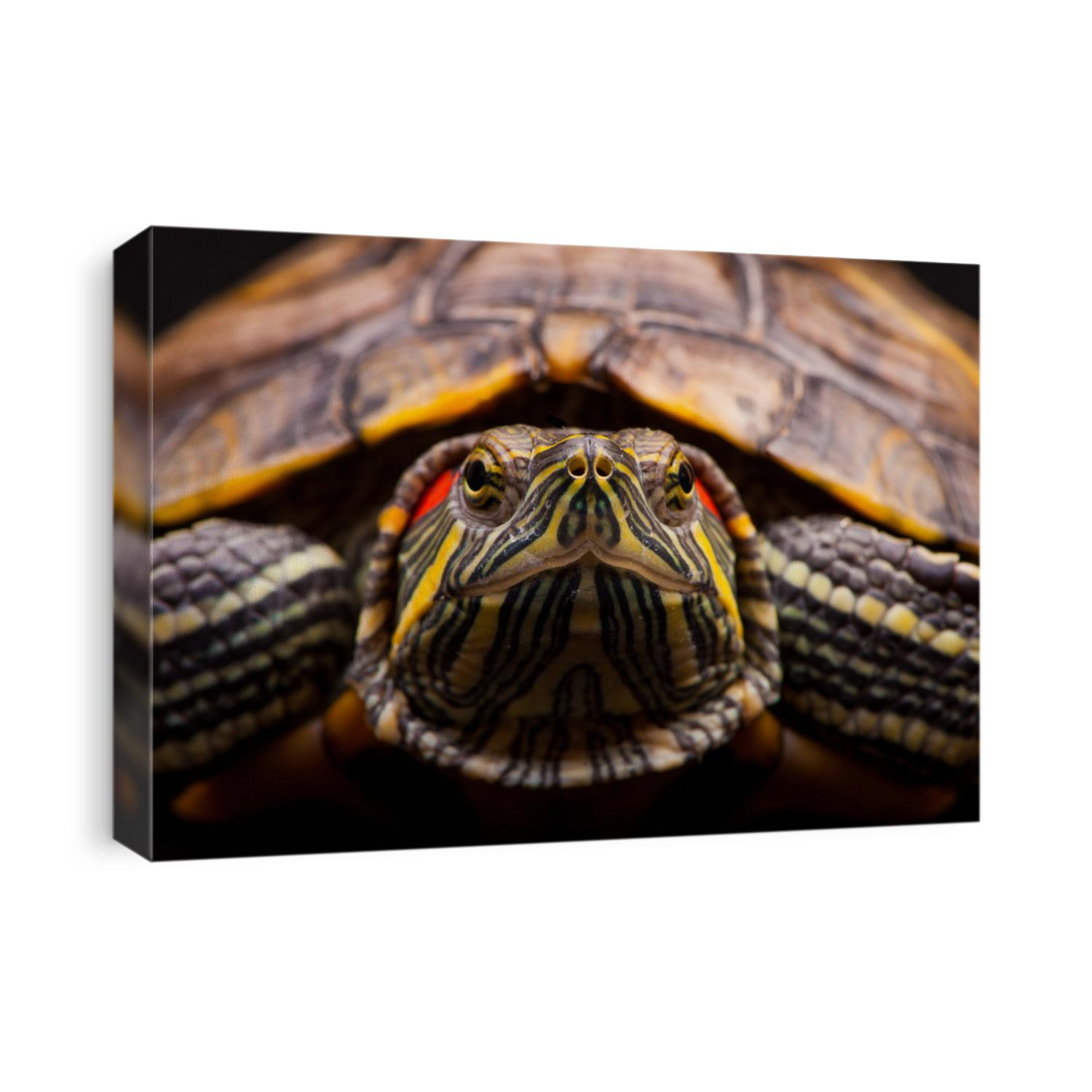 one Pond slider isolated on the white background