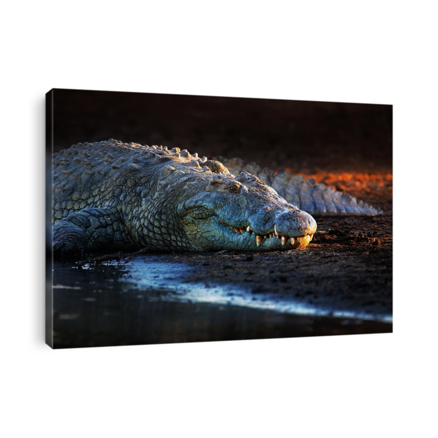 Nile crocodile (crocodylus niloticus) on riverbank with last light of day -Kruger National Park (South Africa)
