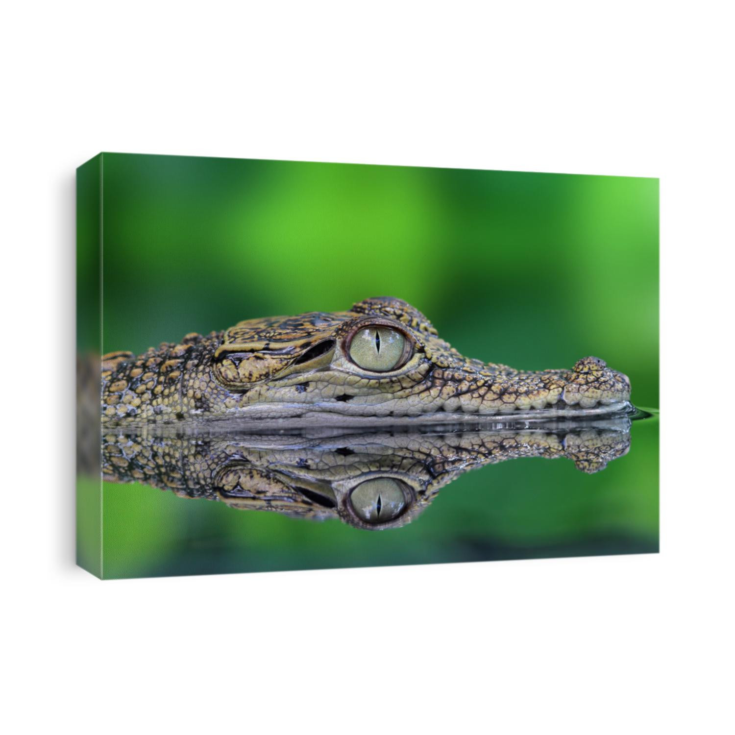 Crocodile, Crocodile in reflection
