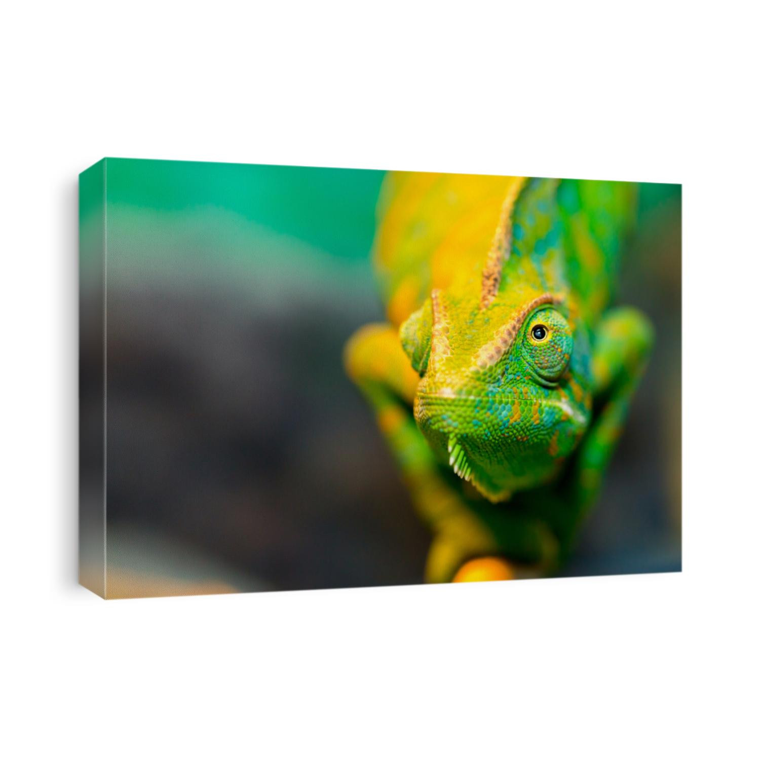Chameleon close up. Multicolor Beautiful Chameleon closeup reptile with colorful bright skin. The concept of disguise and bright skins. Exotic Tropical Pet
