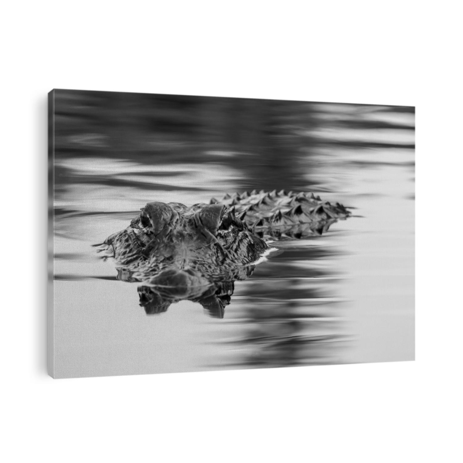 Alligator in the water hunting, stalking